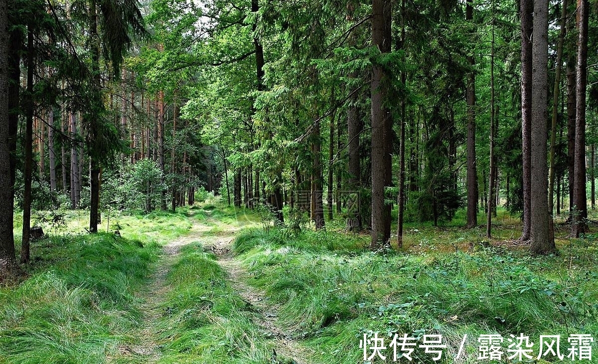 雄浑#北宋诗人王令一首《大松》,松树形象大气磅礴,青春之志令人赞扬