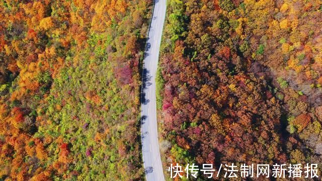 石马路#旬邑县石马路:金秋时节浓墨重彩 宛如一条行走的“画廊”