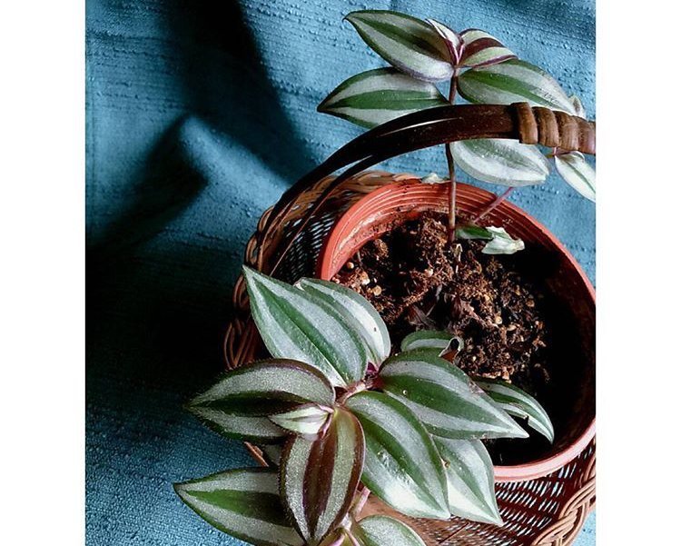 特别|这5种花养家里,既观叶又观花,关键还“有益”健康