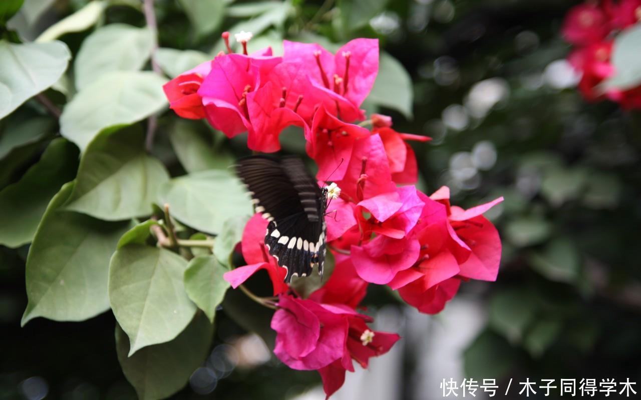 三角梅泡水多久能生根?用这个方法很快就可以