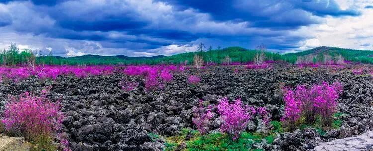 杜鹃湖畔毕拉河 醉红簇簇惹春风|美图 | 醉红簇簇惹春风