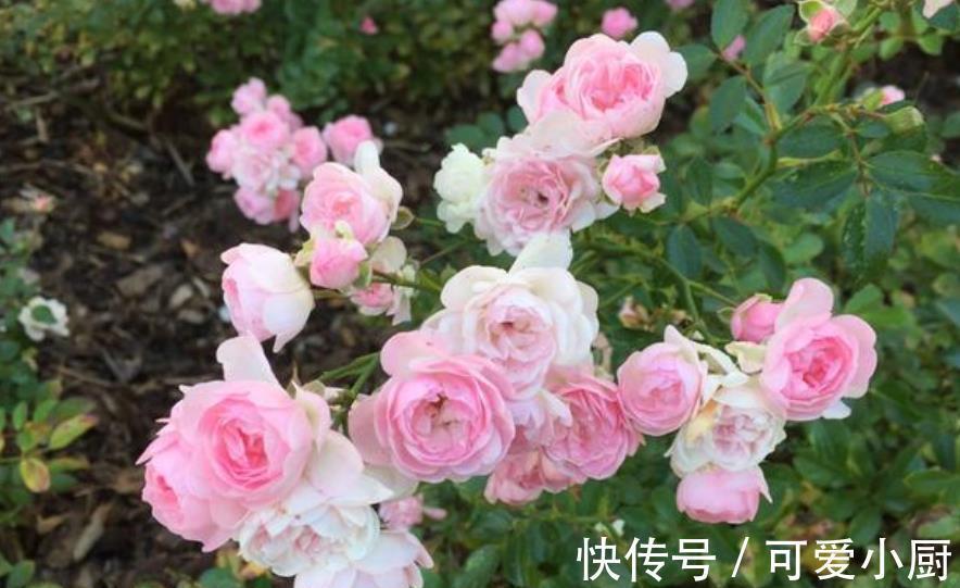 这些花12月要冬眠了,少浇水多晒晒更健壮,安全过冬来年爆盆