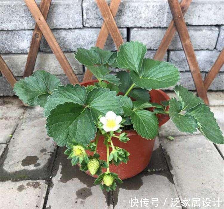 这种草莓,四季结果,营养价值高,适合盆栽,好吃又漂亮