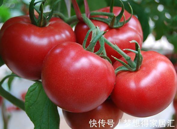 润肠|又被称“长寿果”，防癌降血压，健胃润肠，女人多吃皮肤嫩气色好