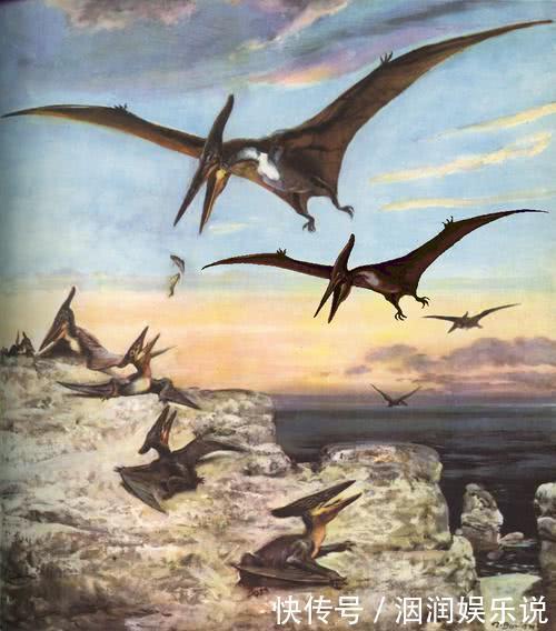 不会飞的动物也想“飞”那些向往飞行的动物学会的第一个“技能”