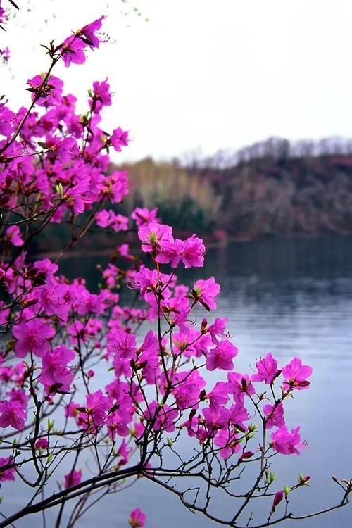 「“疫”去客来 加快复苏」花开时节，我在通化等你！