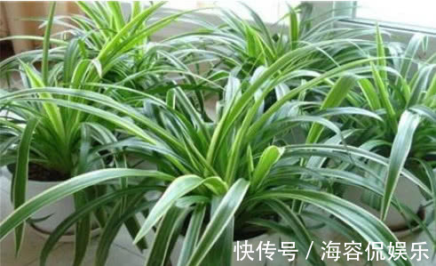 悄悄告诉你,养“吊兰”用3个方法,花开不断,一年长成绿瀑布!