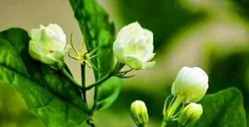 茼蒿|女性养生,坚持吃4种的食物,排出毒素,净化血液,滋养女性子宫