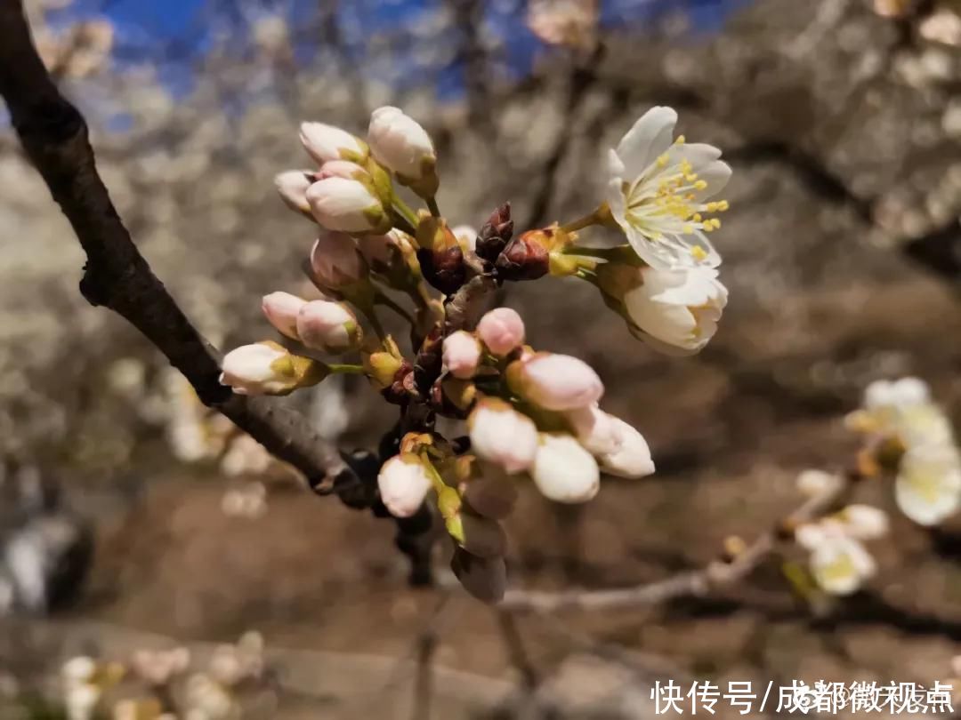 花已初开，春光无限