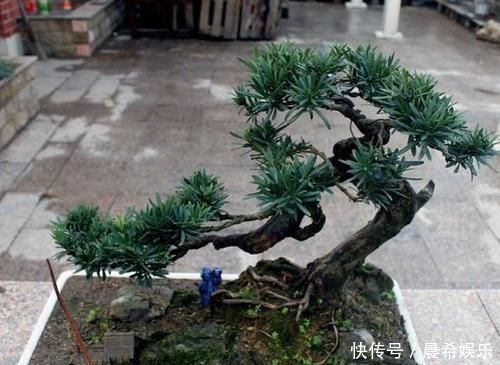 罗汉松盆景观赏价值高,罗汉松盆景养护注意什么