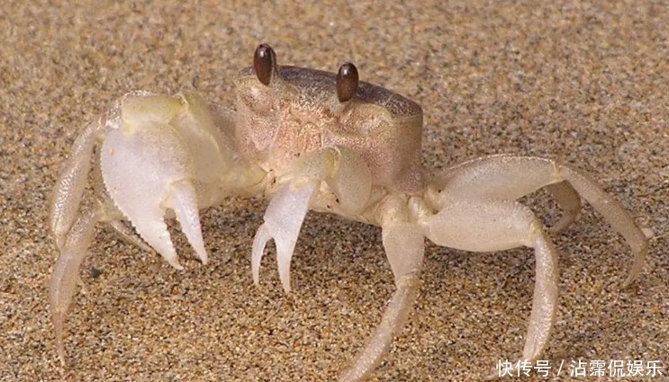 海蟹|开海后常见的海蟹种类有哪些哪种螃蟹最好吃