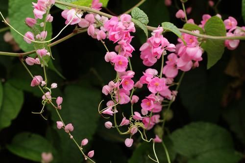 养花|5种花，四季花开，家里养一盆，胜过香水