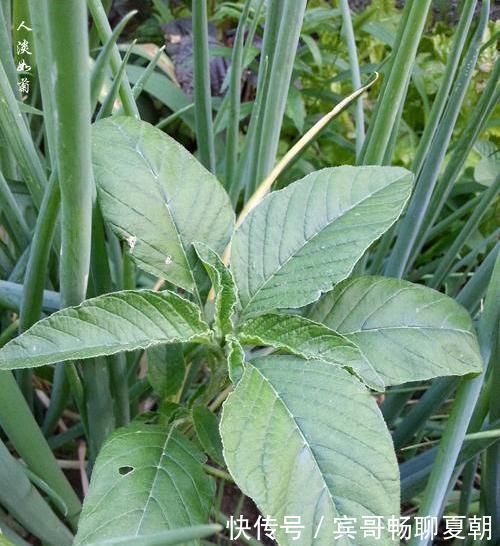 野生植物|它是高血压与近视眼的克星,学名凹头苋,农村遍地是,遇见别错过