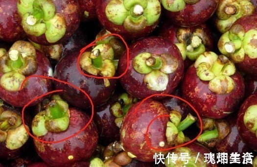 挑山竹有窍门,30年老果农教你4招,个个肉厚核小口味超甜!