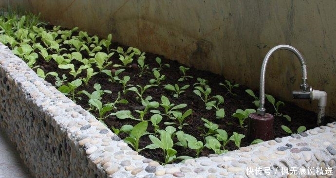 “大阳台房”鸡肋？才不会，看我老婆种的花草、蔬菜，邻居都吃腻