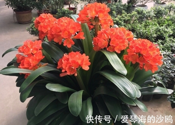 长寿花|接近年关，养花就选这3样年宵花，每1种至少开花3个月