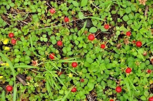 防癌抗癌|农村遍地长的红球球,入药清热解毒主治咳嗽,还是防癌抗癌的好药