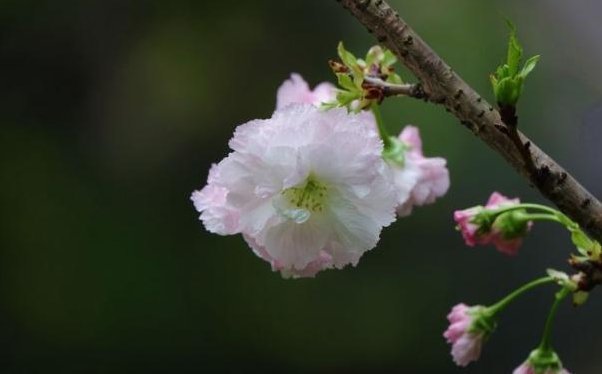 桃花朵朵开|从5月1日开始，相遇如故，为爱执着，心有涟漪，余生携手不负卿