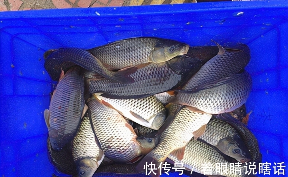 饵料|垂钓中长时间看不到鱼口，调整顺序应该是这样的，你做对了吗？