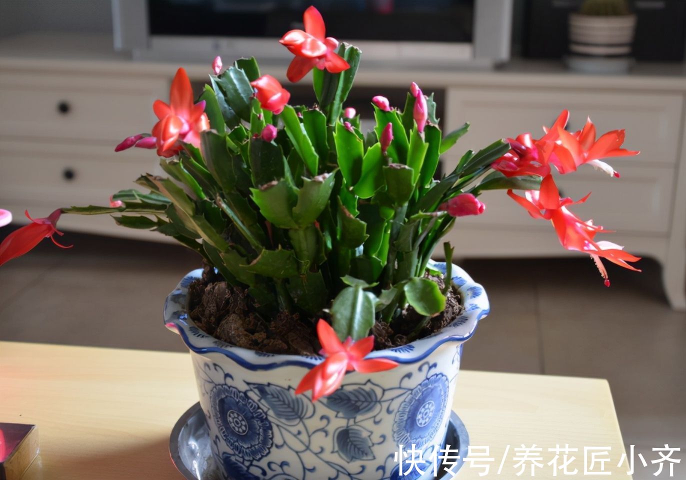秋季|秋季养蟹爪兰做到“3不缺”，叶片肥厚繁茂，想开花只需调整2点