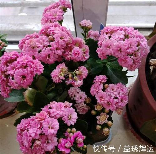 家里买菜的塑料袋别再丢了,用来养长寿花,憋出层叠群花!