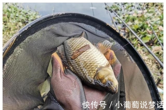 子线|冬钓的线组:从鱼线的选择、子线的长短以及钩号的搭配都在这