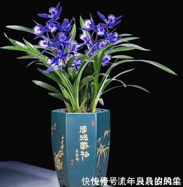 兰花|此兰只应“天上”有,人间哪得几回闻,兰色清雅,让人一见钟情