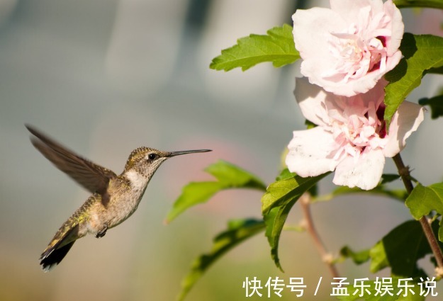 木槿花|七夕将至,芍药、舜华、并蒂莲,这些中华名花,哪种不比玫瑰美?