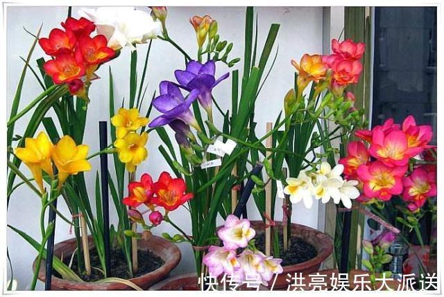 花朵|1种花“了不起”，秋天上盆，冬天花朵“爆盆”，比香水好闻10倍