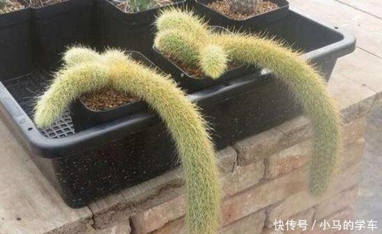 猴尾柱变成“九尾狐”后太美了，听说养好了一盆价值高达两三万哦！