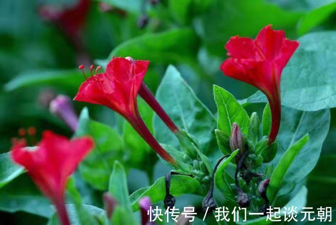 地雷花|农村有种“地雷花”,你若遇见,一定要采回家,太珍贵了!