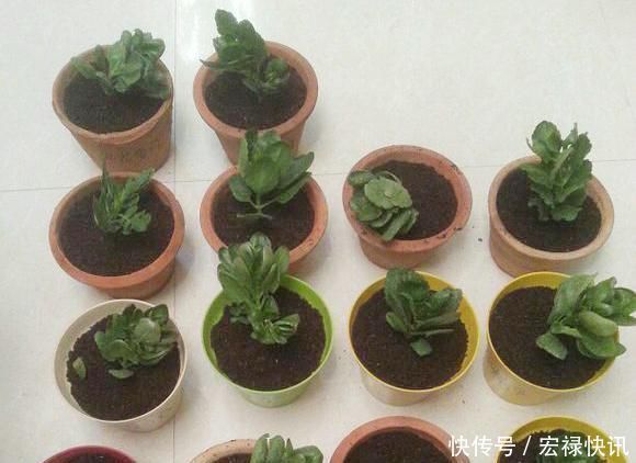 天气热,3种花适合扦插,温度越高生根越快,养护简单