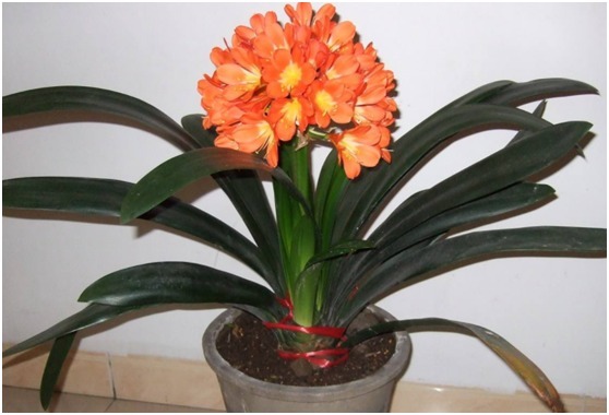 君子兰叶片乱窜，学会了这2招，不仅整整齐齐，还枝叶肥厚