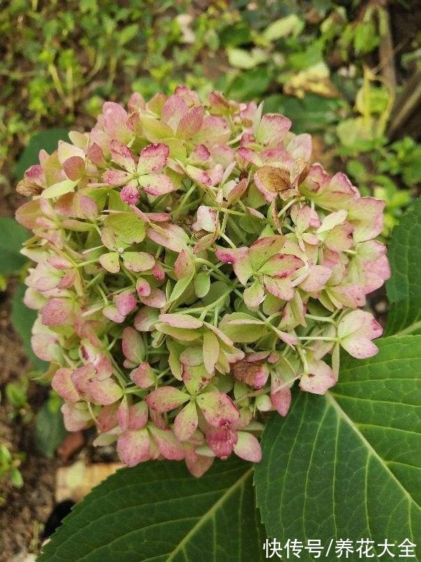 娇滴滴的3种花，实际上很“硬气”，冬天照样开花