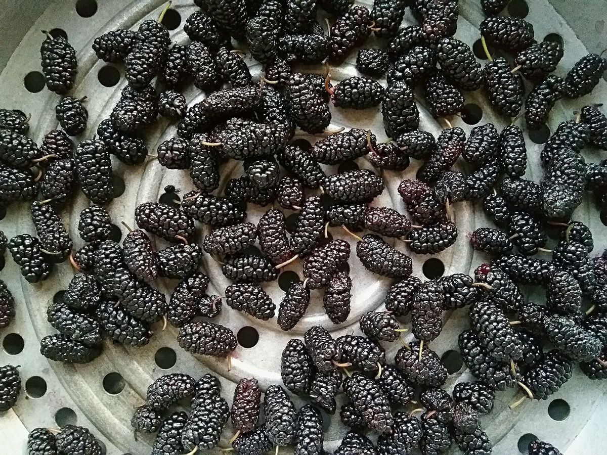 染发|别总去染发了,白头发的人多吃此果酒,坚持半个月,头发乌黑发亮