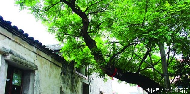 乡下老宅墙角跟,家家户户栽“4种树”,寓意“子孙有福”知道吗!