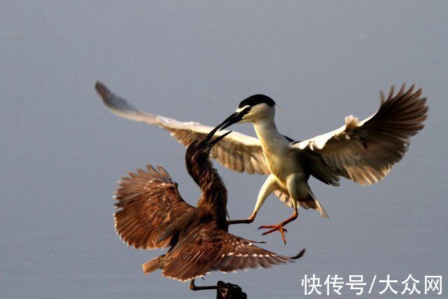 马踏湖|马踏湖生态保护区：湖水湖鱼生态湖泊 芦苇荷花鸟的天堂