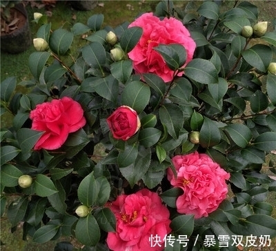 中国人|此花,温度越高越好闻,花色艳丽,花型超大,养护简单适合新手