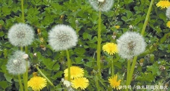 植物|这种植物被称为“药草皇后”,叶子泡水喝能清热解毒,败肝火