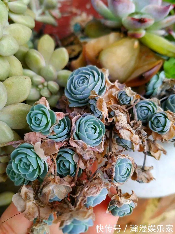 老少皆宜|农村爷爷养多肉，破缸、破鞋里都塞满，照样养的肥嘟嘟！