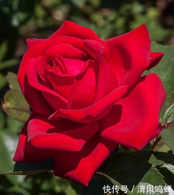 玫瑰花|4种漂亮花,家里养一盆最合适,开花漂亮花期长,谁养谁喜欢