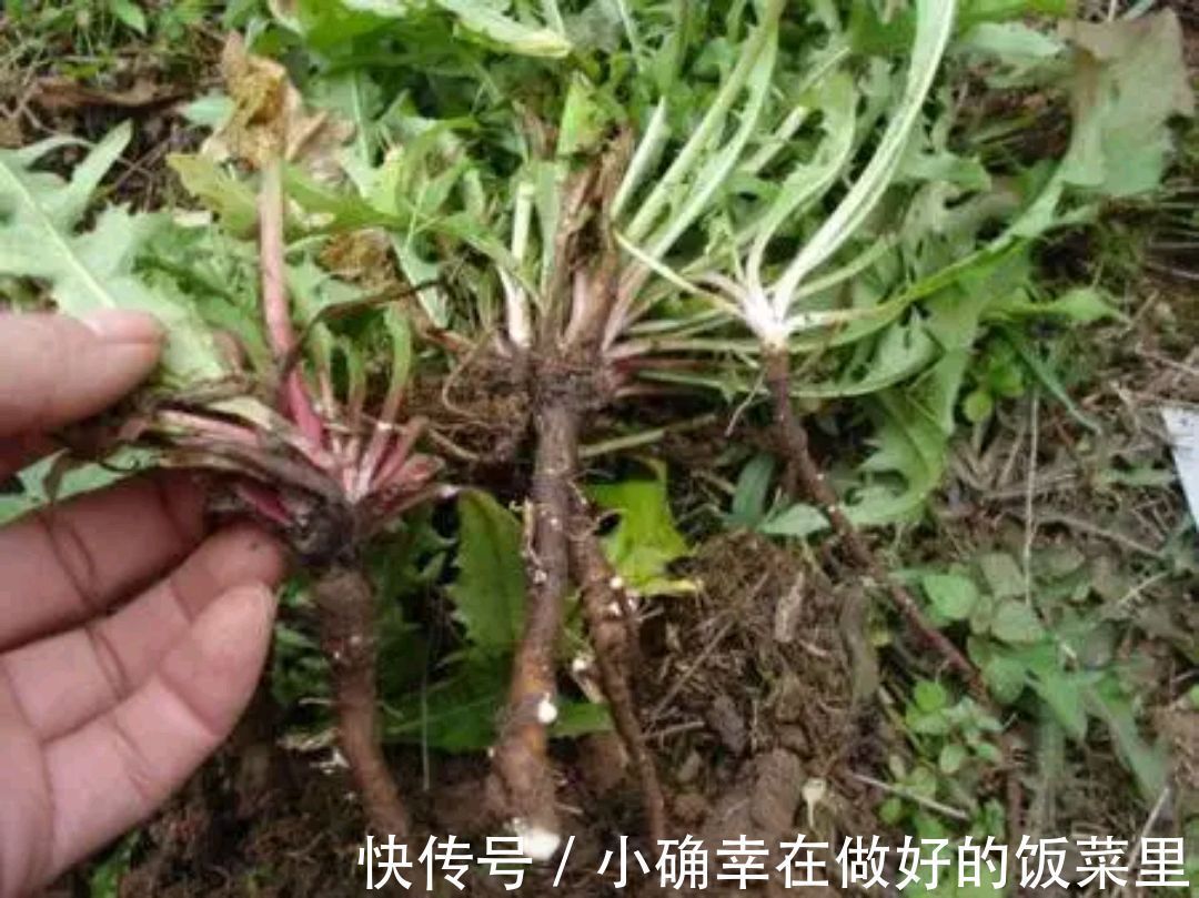 凉拌蒲公英|蒲公英的叶子、根茎、花泡水喝，作用是否一样呢请记住两个不喝