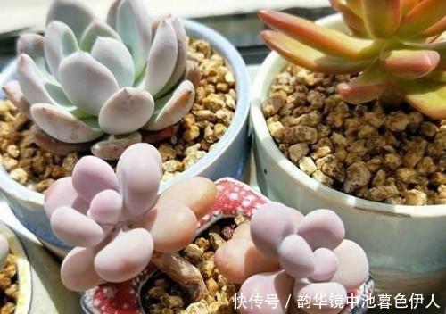 家家都有的液体,给花喝一勺,半年不用施肥,养啥都旺盛!