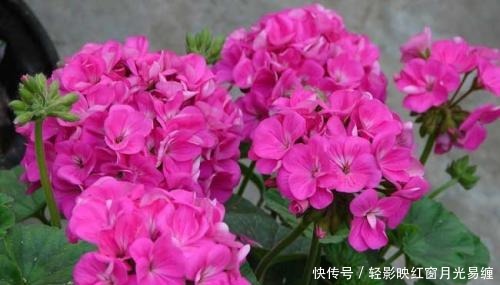 盆栽|养花就选这种，呼呼开花停不下，阳台轻松变花海，可美了！