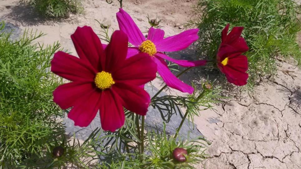 波斯菊盆栽图片 波斯菊盆栽图片