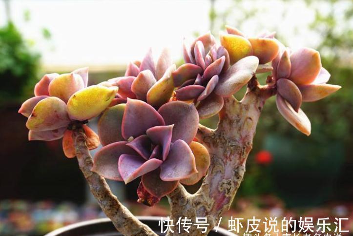 叶心|不应被遗忘的多肉紫珍珠,好养易上色,养成老桩后颜色紫红超好看