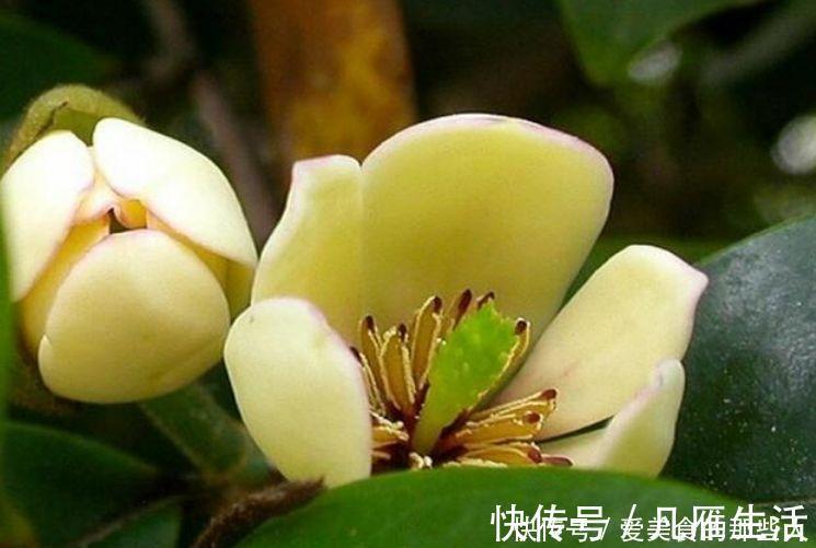 4种便宜花，阳台养几盆，花开香飘溢满屋，阳台变温馨花园