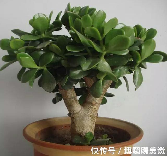 整形|教你几个“小诀窍”,轻松把玉树养成“老桩”,枝繁叶茂开花多