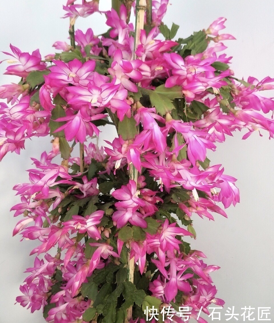 磷酸二氢钾|4种花“专挑”冬天开,10月买回家,养2个月就开花了