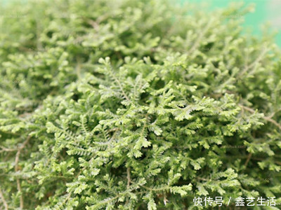 适合做室内桌面盆景,值株小巧又耐阴的几款绿值